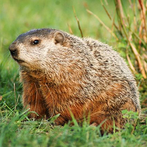 Groundhog or Woodchuck