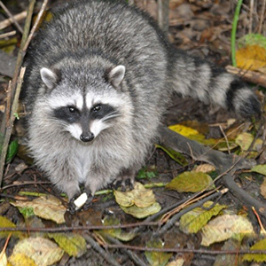 Northern Raccoon