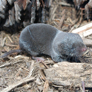 Northern Short-tailed Shrew