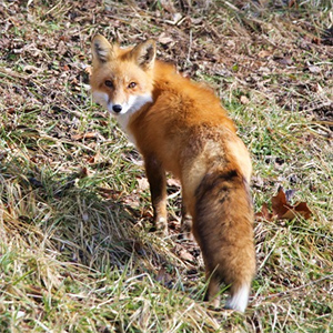 Red Fox