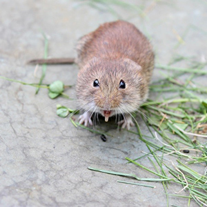 Southern Red-backed Vole