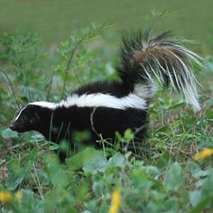 Striped Skunk