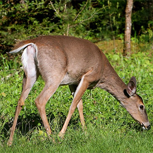 White-tailed Deer