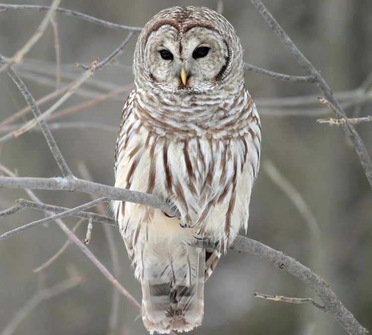 Creatures of the Night Owl walk offers a chance to see the barn owl in winter.
