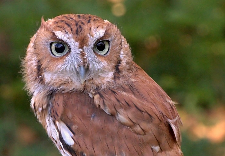 Owl Walk at Renfrew Park