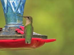 Feeding The Hummingbirds