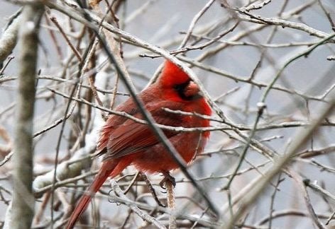Newville Christmas Bird Count
