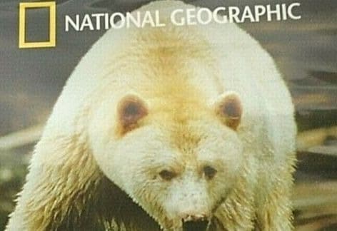 Film – Last Stand of the Great Bear (National Geographic)