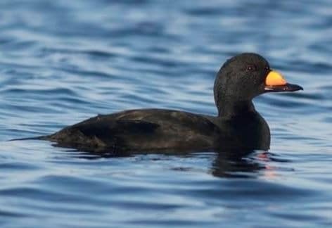 Blackwater NWR for Waterfowl