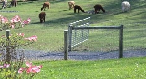 National Alpaca Farm Days at Sugar Hollow Farm Alpacas LLC