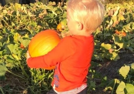 Country Creek Corn Maze & Pumpkin Patch