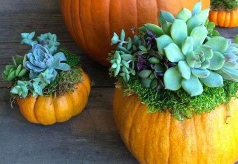 Pumpkin Succulent Harvest Decoration