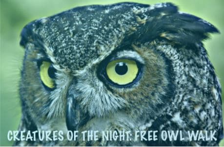 Creatures of the Night, Free Owl Walk