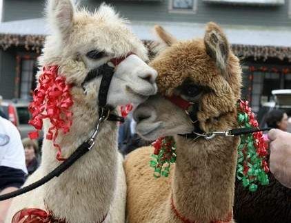 Sugar Hollow Farm Alpacas’ Open House | Sugar Hollow Farm Alpacas, Waynesboro
