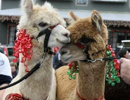 Sugar Hollow’s 3rd Annual Holiday Open Farm