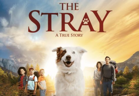 The Stray, Free Flix Fridays at Star Theatre