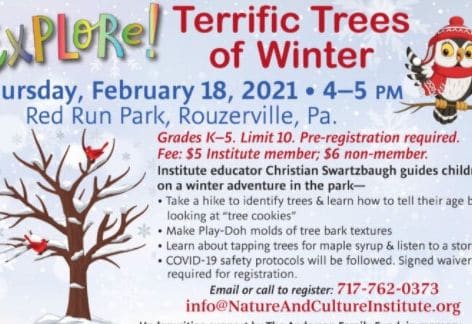 Explore Terrific Tree of Winter