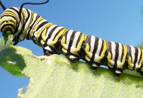 Spring Explore Leaf Animals at The Institute