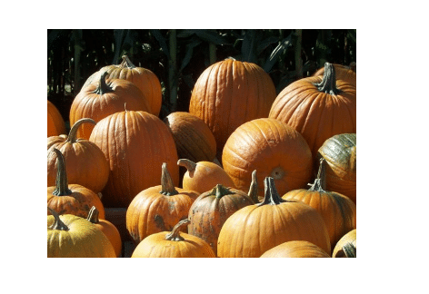 Pumpkins & Pippins Fall Festival 2023, The Institute