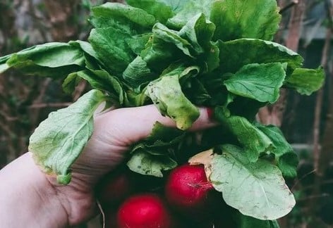 Victory Garden: All About Harvesting in Home Gardens, Penn State Master Gardeners of Franklin County