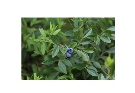 Native Tree and Shrub Sale Species Overview and Q&A Webinar | Penn State Extension, Chambersburg