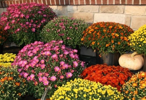 August/September – 4-H Fall Mum Fundraiser – Farm & Garden Penn State Extension