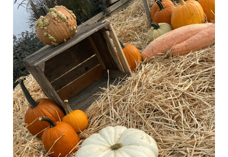 Backroad Greenhouse Fall Fun, Chambersburg