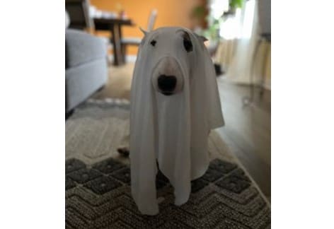 Halloween Costume Contest, The Pet Store in Chambersburg