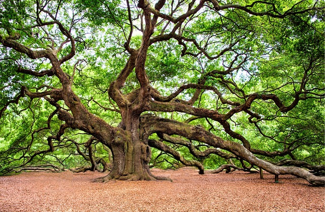 America250PA Holds Liberty Tree Ceremony in Franklin County