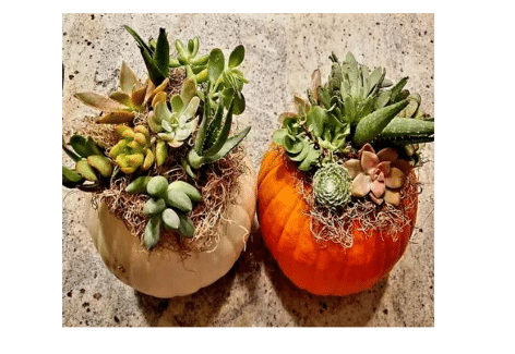 Succulents and Pumpkins Workshop, Penn State Extension