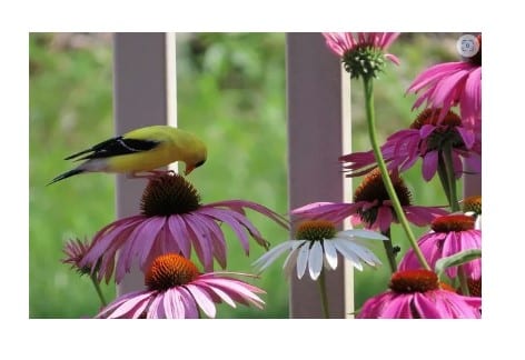 The Bird Garden, Penn State Extension Franklin County