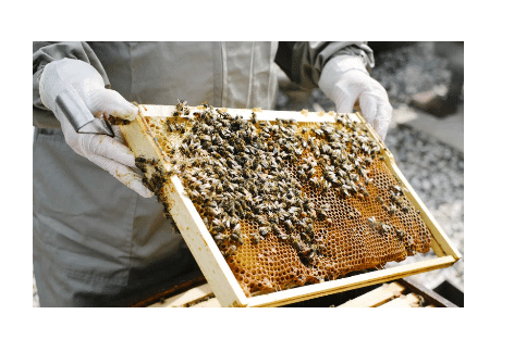 Beginner Beekeeping Basics Course, Franklin County Beekeepers Association