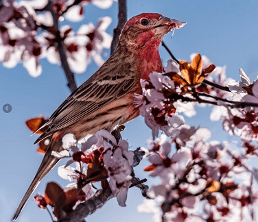 April Birding Events | Conococheague Audubon
