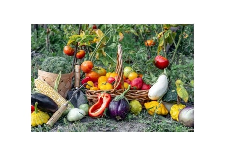 Garden Talk #1 Spring 2025: All About Herbs and How to Use Them | Buttonwood Nature Center, Waynesboro