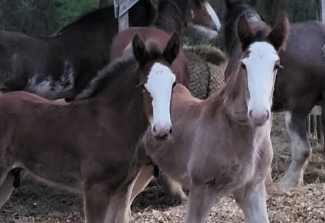 Owl Hollow Clydesdales Showing | Sniders Elevator, Mercersburg