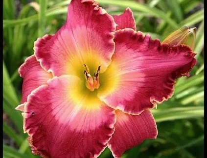 Daylily Divas | Penn State Extension, Chambersburg