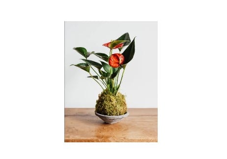 House Plant Kokedama, Grayce Gardens, Chambersburg