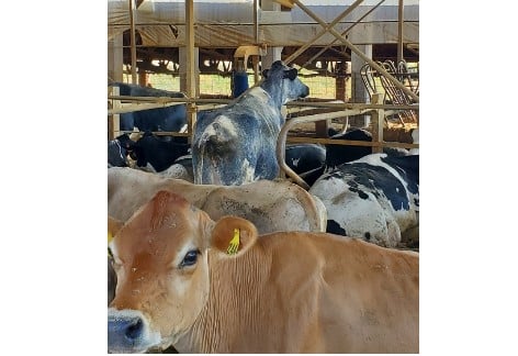 Farmer Appreciation Days & Free Ice Cream | Snider’s Elevator, Mercersburg
