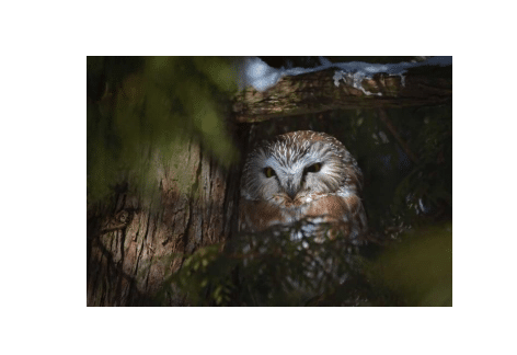 Owl Prowl | Buttonwood Nature Center, Waynesboro