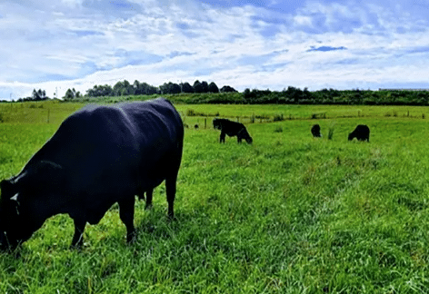 Pasture Production | Penn State Extension, Chambersburg