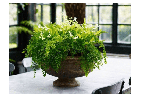 Shamrock & Spring Arrangement | Grayce Gardens, Chambersburg