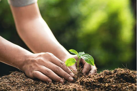 Franklin County Conservation District Holds 2025 Tree Seedling Sale
