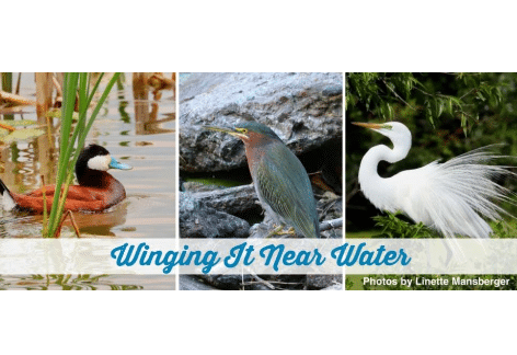 Spring Speaker Series #1: Feathers, Fur & Fins: Wildlife and Water Habitats | Buttonwood Nature Center, Waynesboro