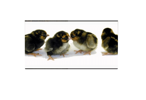 Chick Days | Snider’s Elevator Mercersburg