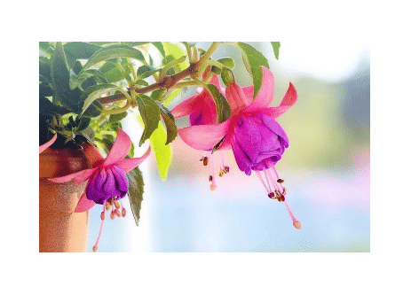 Create a Container Garden for Pollinators | Penn State Extension