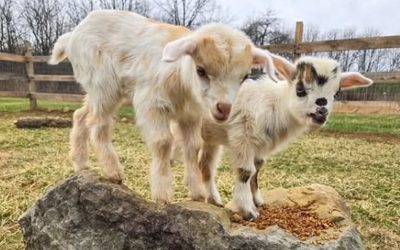 Help Conococheague Institute Name The Goats!