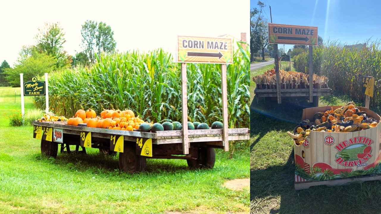 Maple Lane Farms in Newville offers a fun corn maze.
