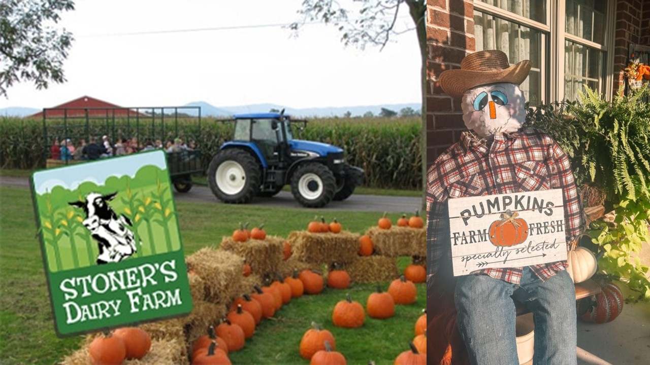 Stoners Dairy Farm has hayrides, pumpkins, and scarecrows!