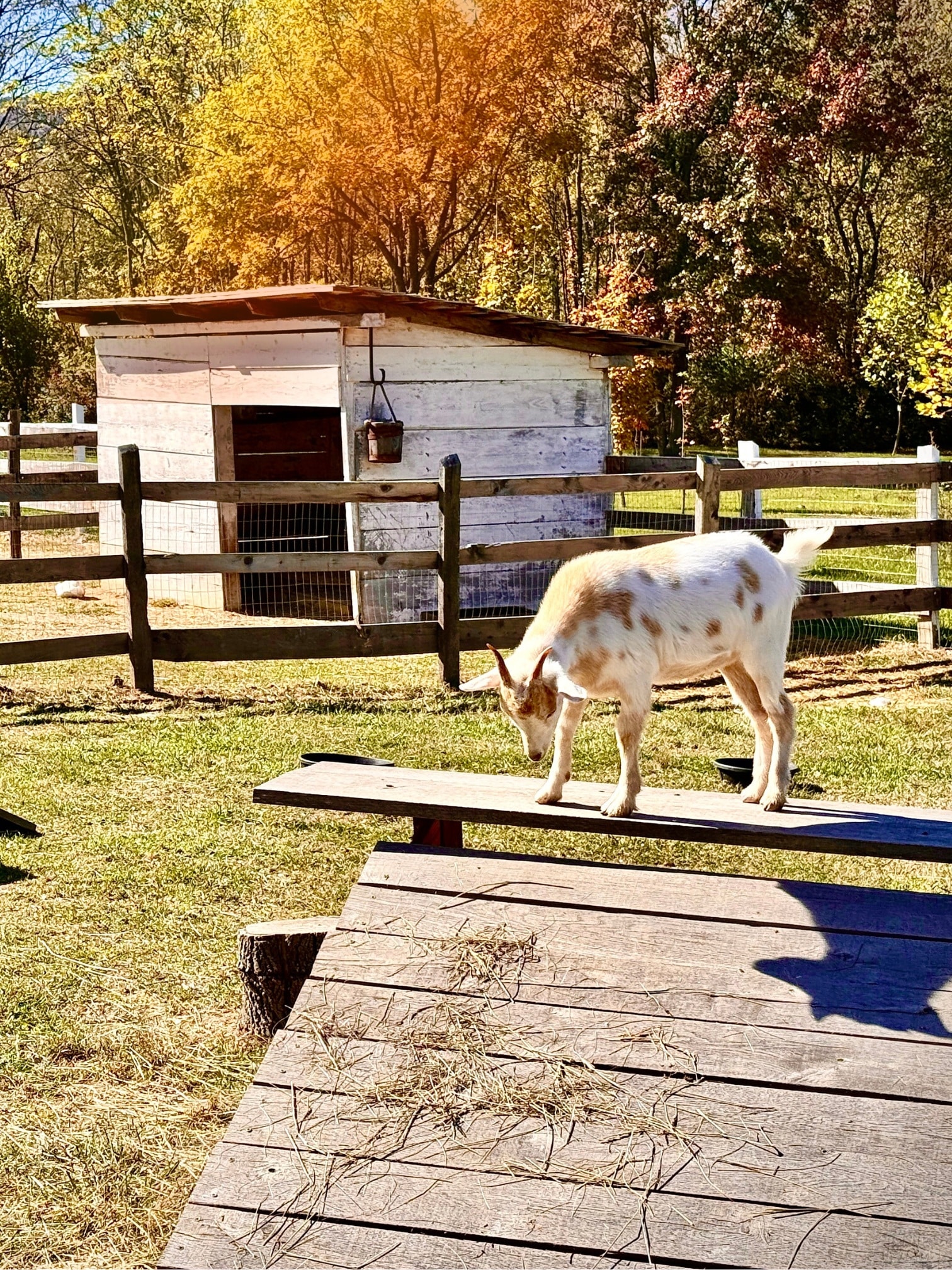 Leaves are turning at Conococheague