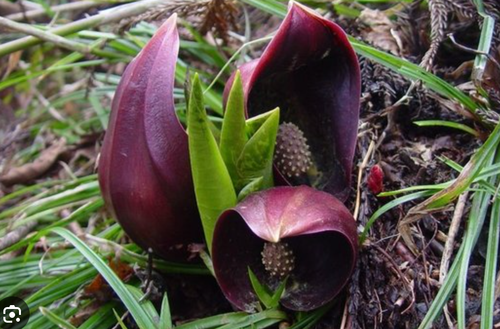Natural Lands Shares Why Skunk Cabbage Is Smelly & Where To Spot This Spring